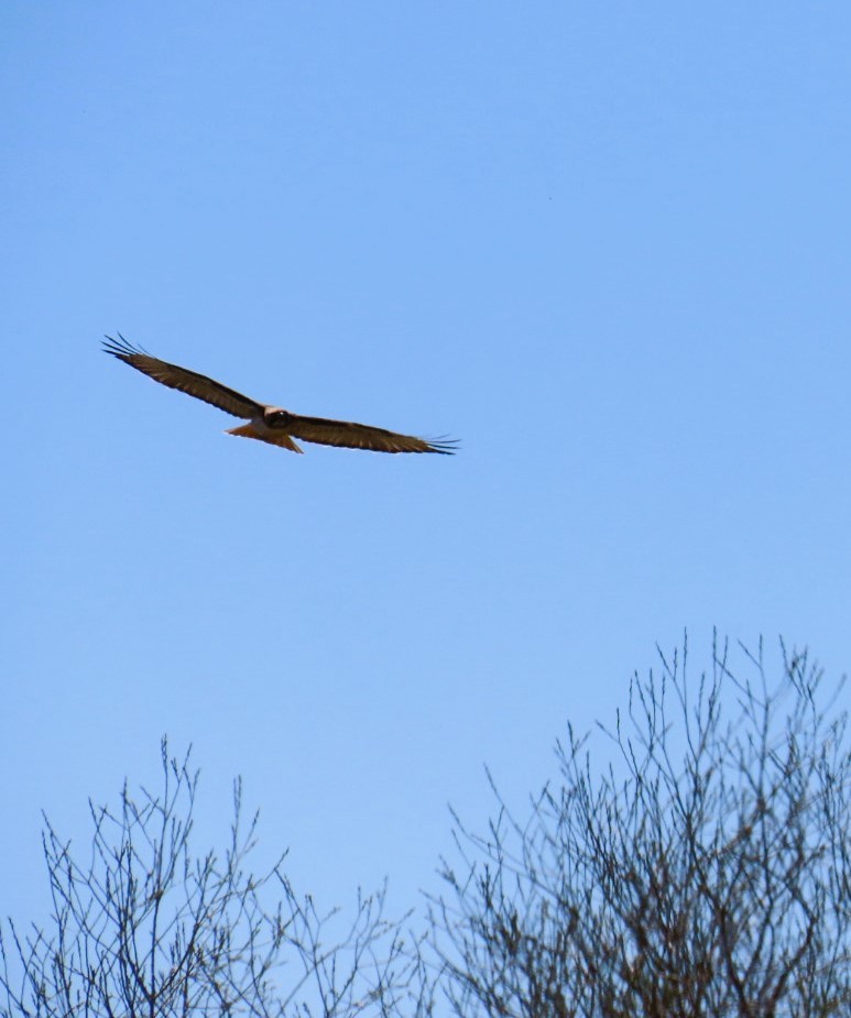 Red-tailed Hawk - ML616883178