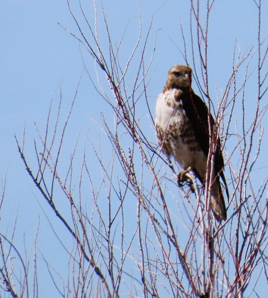 Red-tailed Hawk - ML616883179