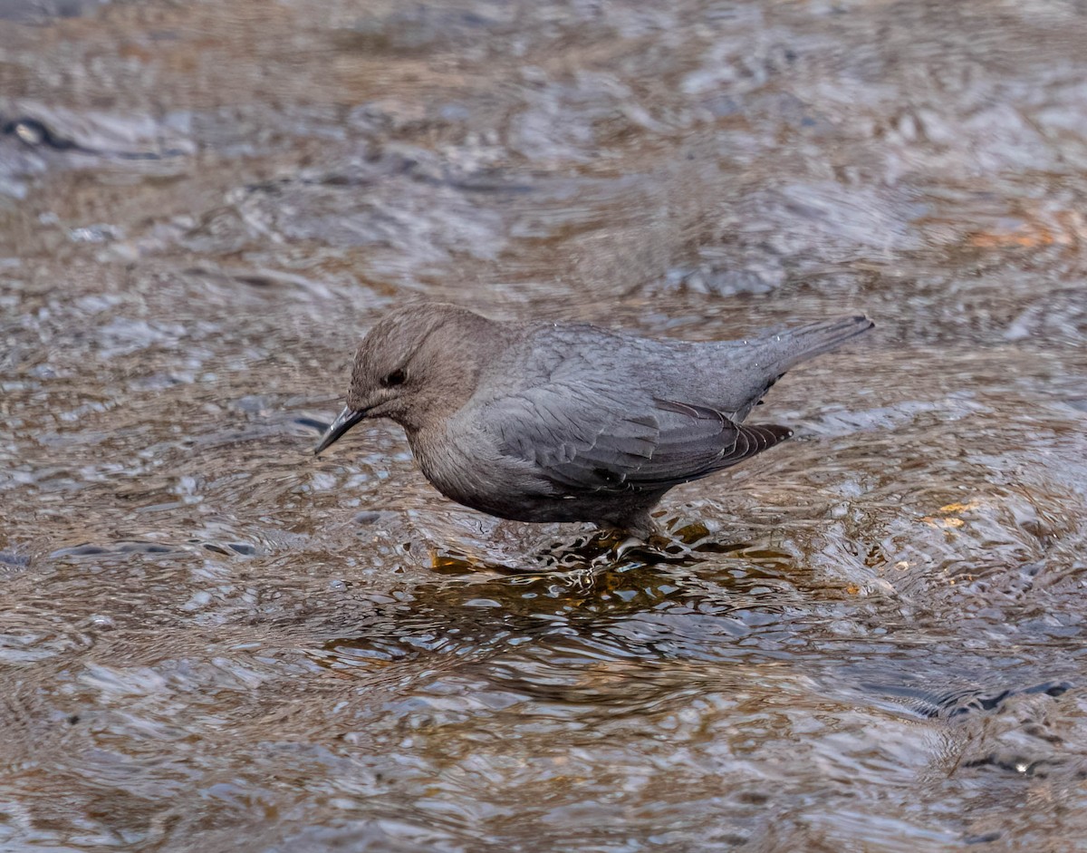 American Dipper - Courtney Rella