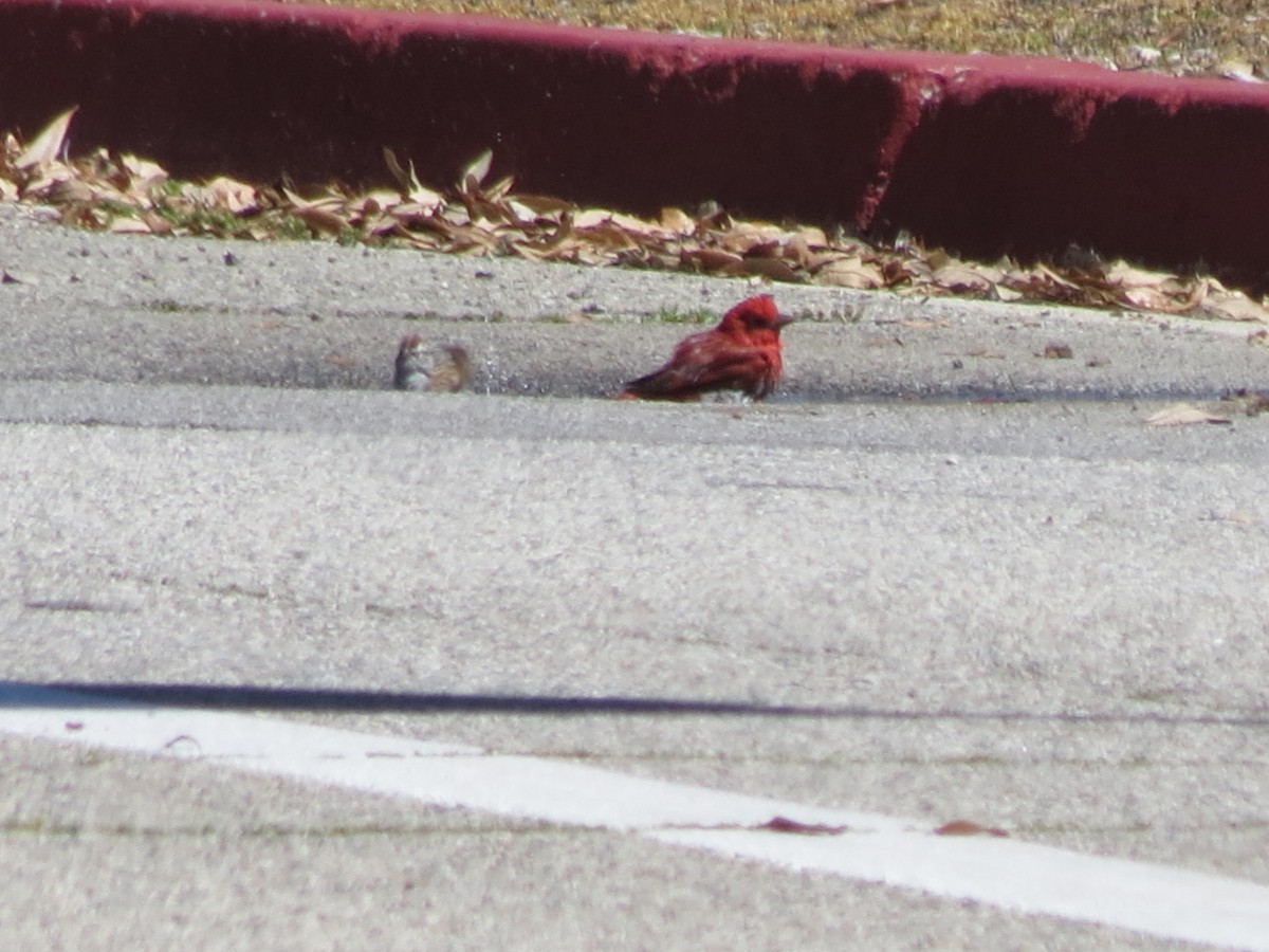 Summer Tanager - Chuck Burt