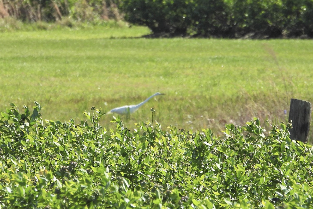 Great Egret - ML616883268