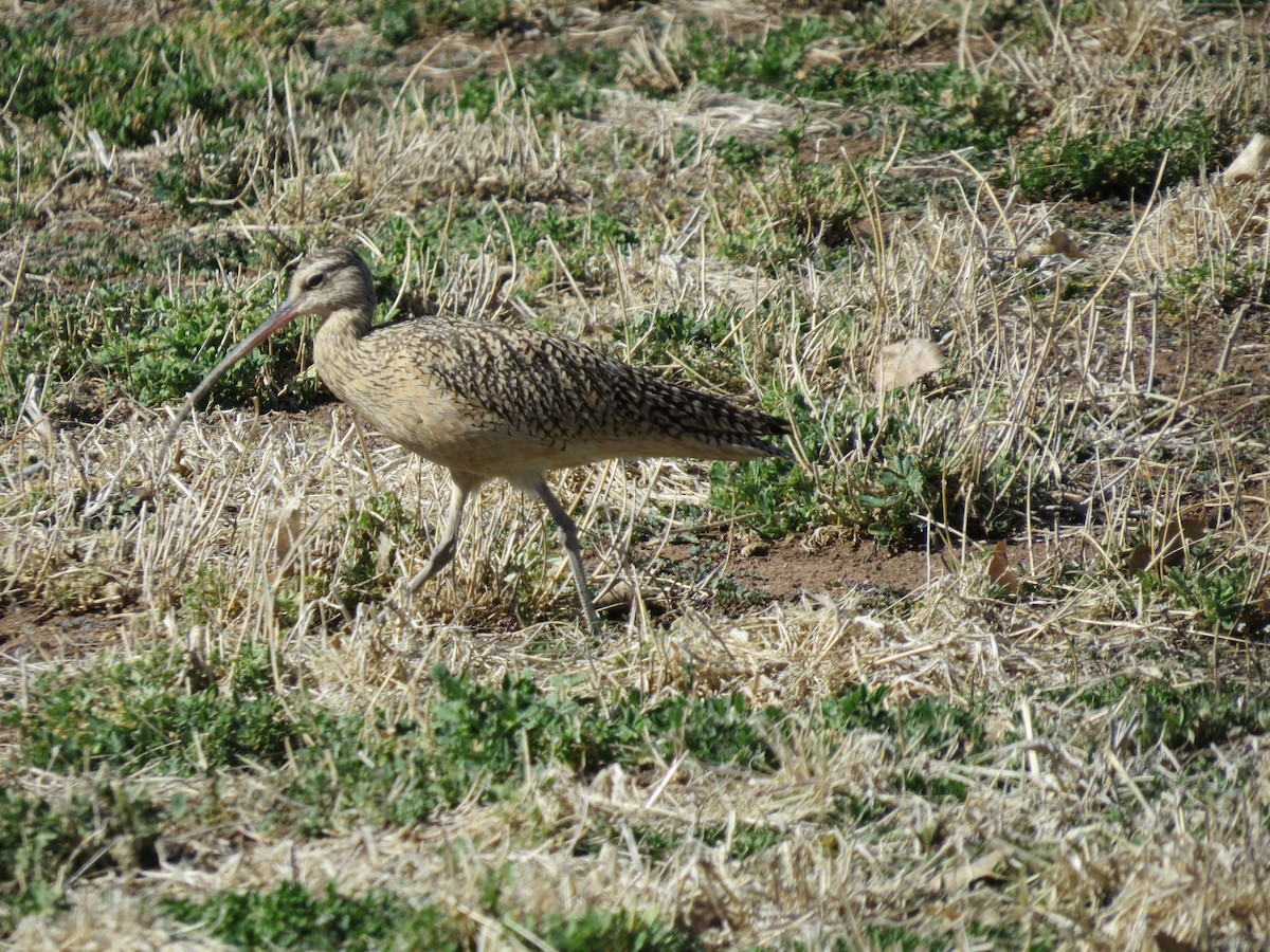 Long-billed Curlew - Lorene Myers