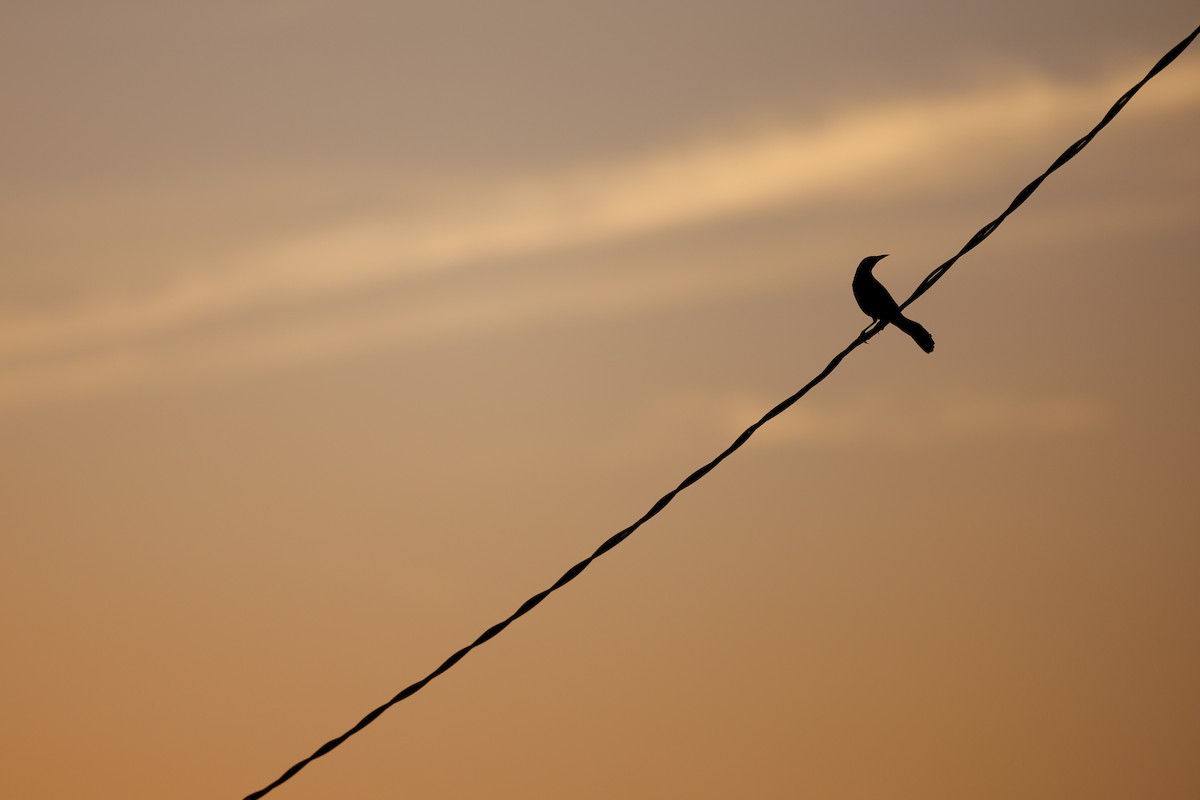 Boat-tailed Grackle - Emma Price