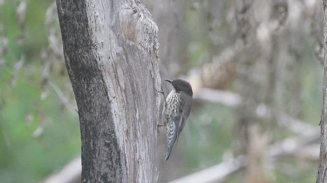 White-throated Treecreeper - ML616883348