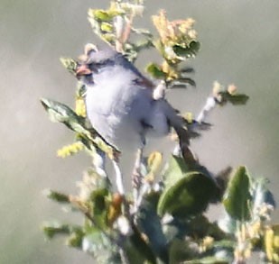 Black-chinned Sparrow - ML616883383