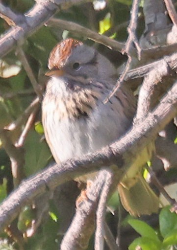 Lincoln's Sparrow - ML616883391