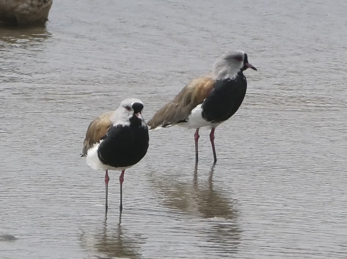 Southern Lapwing - ML616883396