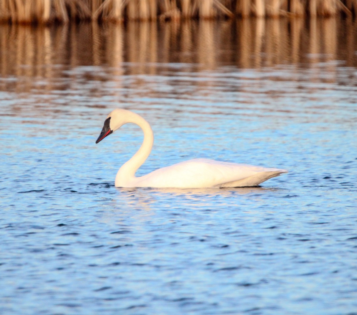 Trumpeter Swan - ML616883405