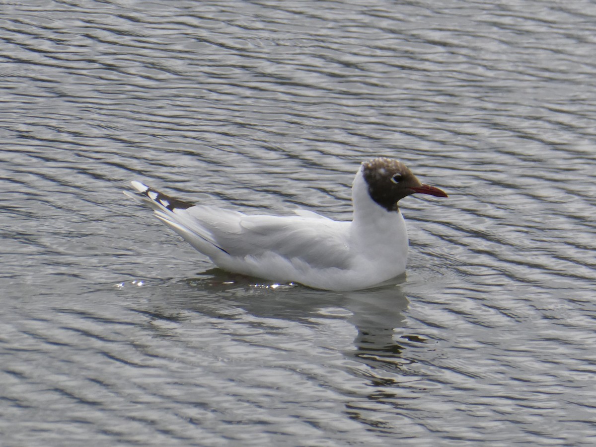 Brown-hooded Gull - ML616883411