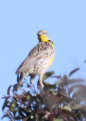 Western Meadowlark - ML616883423