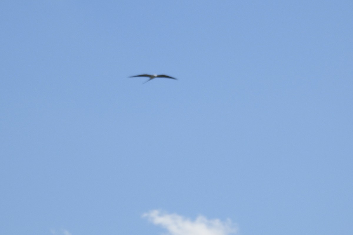 Swallow-tailed Kite - Bobbie Elbert