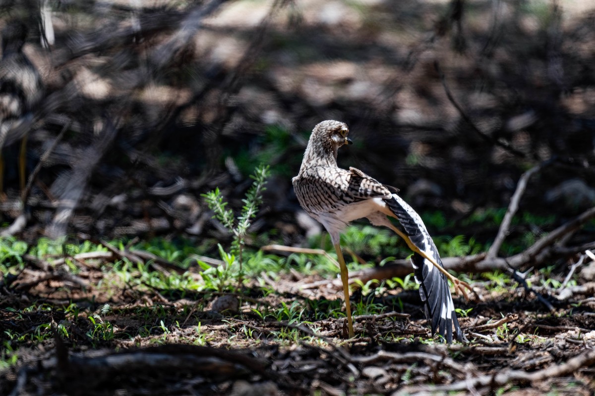 Spotted Thick-knee - ML616883508