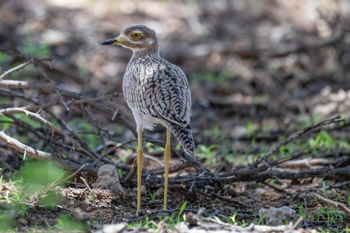 Spotted Thick-knee - ML616883509