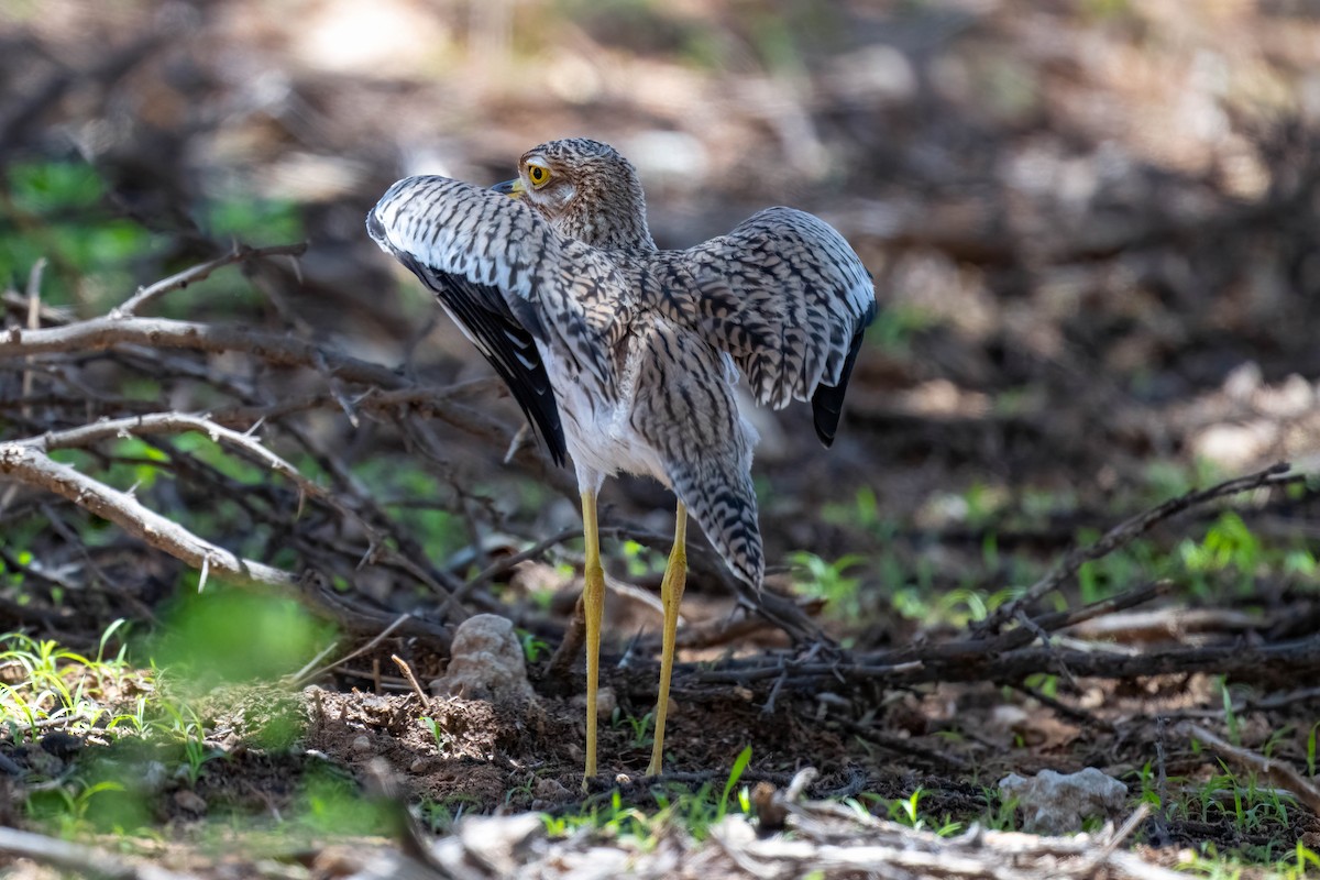 Spotted Thick-knee - ML616883510