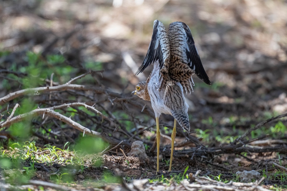 Spotted Thick-knee - ML616883511