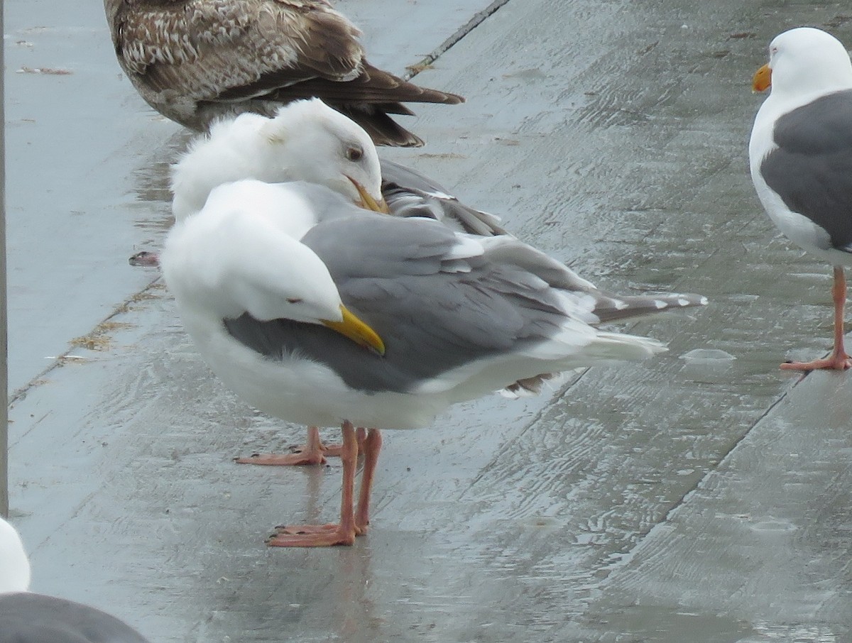 Gaviota de Bering - ML616883551