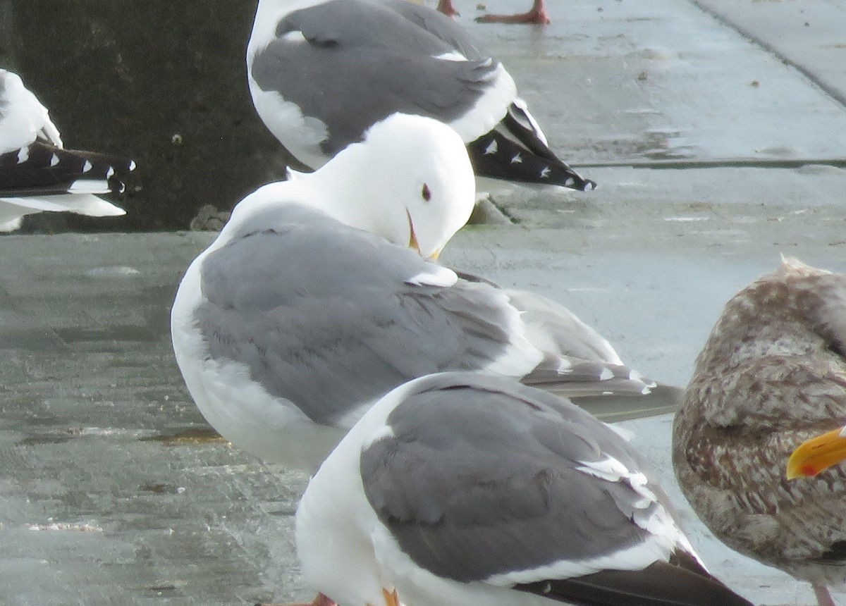 Gaviota de Bering - ML616883552