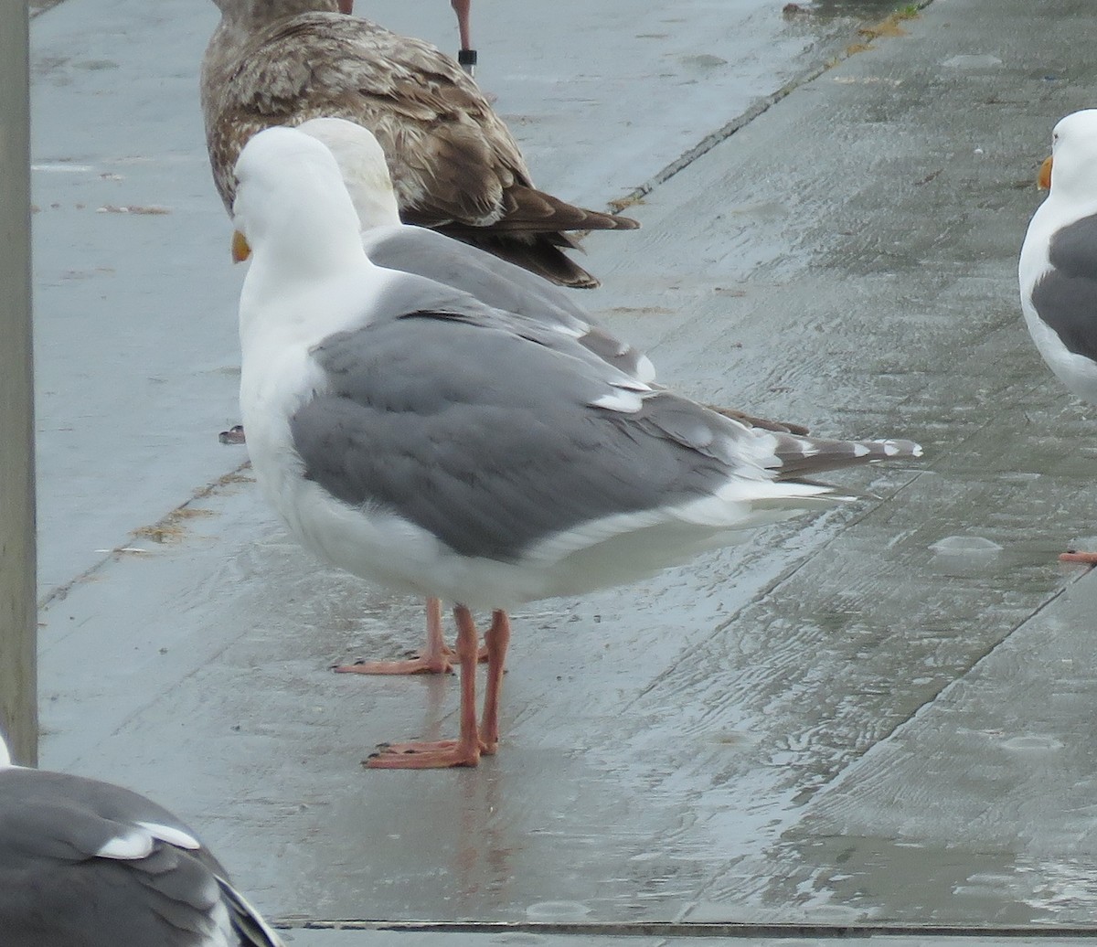 Glaucous-winged Gull - ML616883553