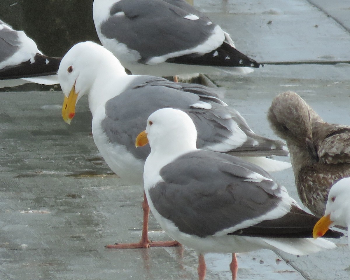 Gaviota de Bering - ML616883554