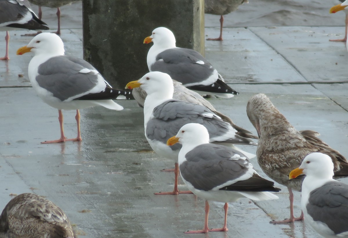 Gaviota de Bering - ML616883556