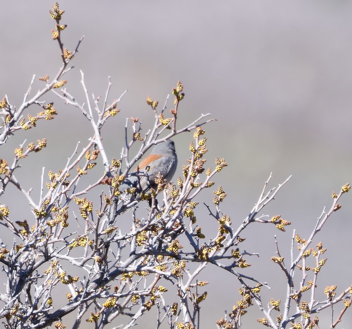 Dark-eyed Junco (Gray-headed) - ML616883569