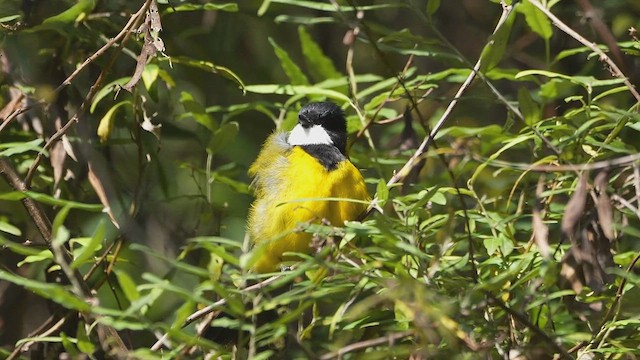 Golden Whistler - ML616883625