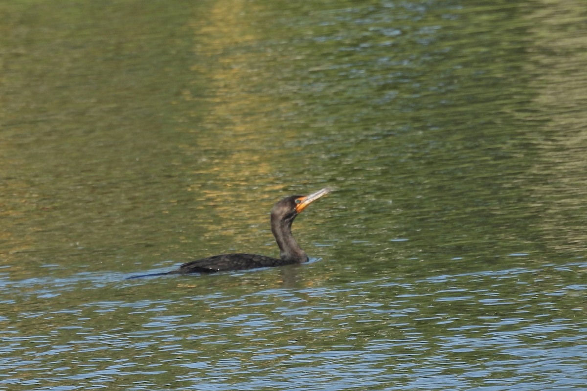 Double-crested Cormorant - ML616883639