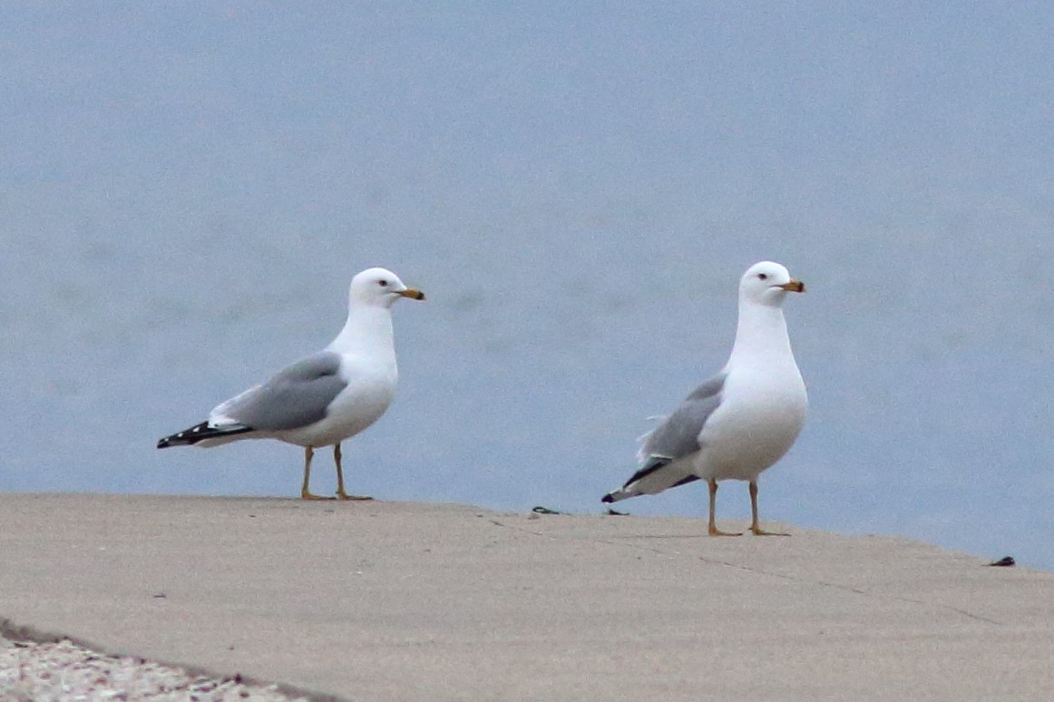 Ring-billed Gull - Jake Cvetas