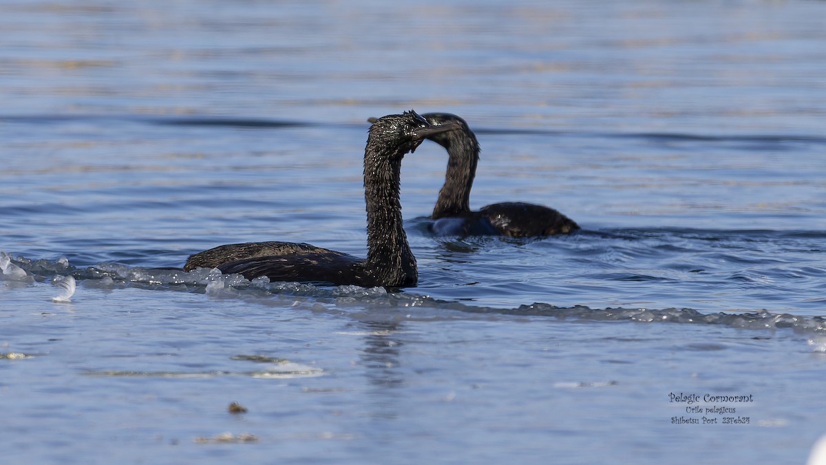 Pelagic Cormorant - Kenneth Cheong