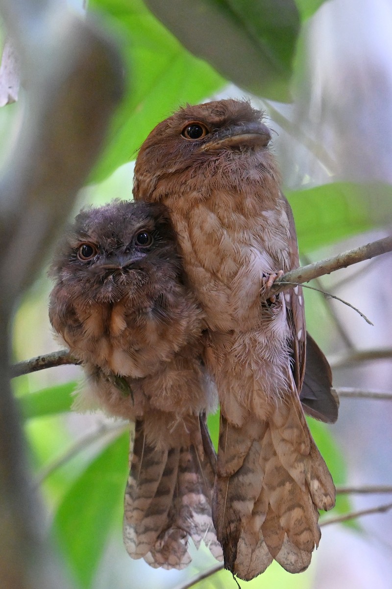 Gould's Frogmouth - Qin Huang