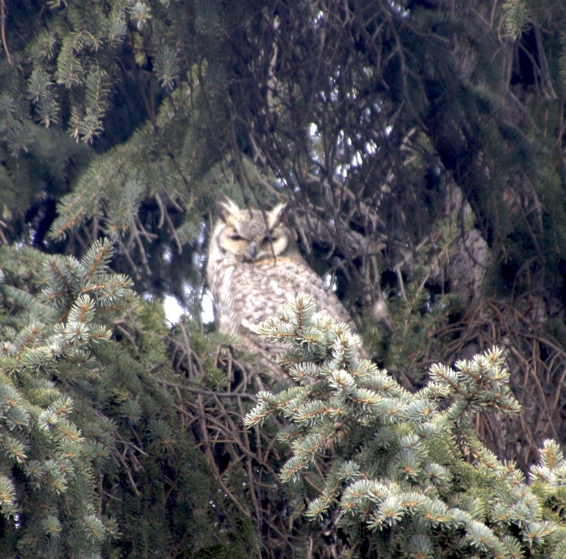 Great Horned Owl - ML616883735