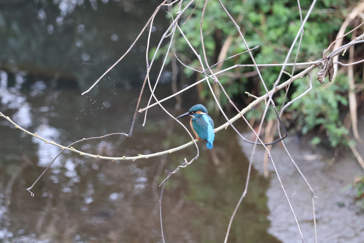 Common Kingfisher - ML616883765