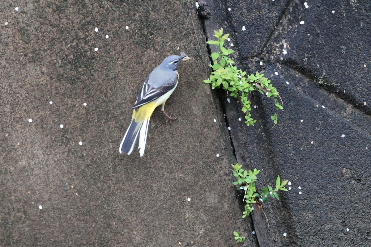 Gray Wagtail - ML616883776