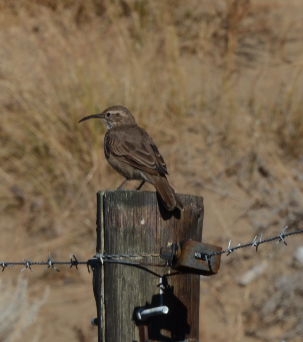 Scale-throated Earthcreeper - Nick Rothman