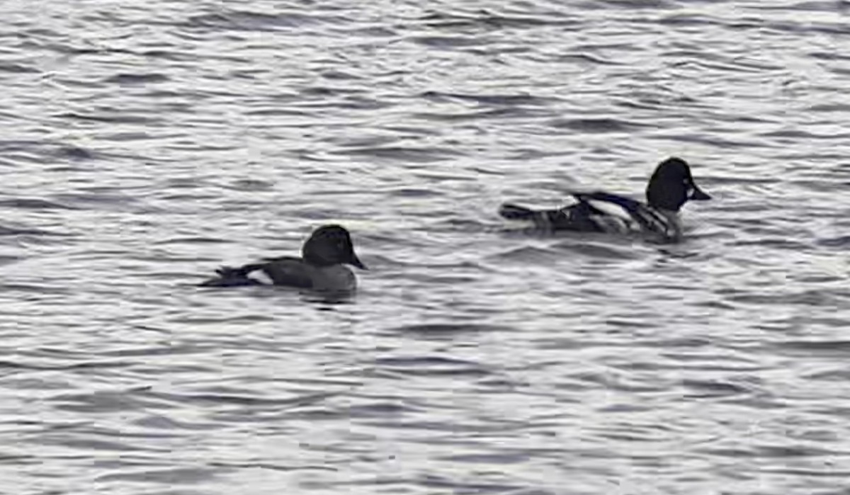 Common Goldeneye - Lyla Arum