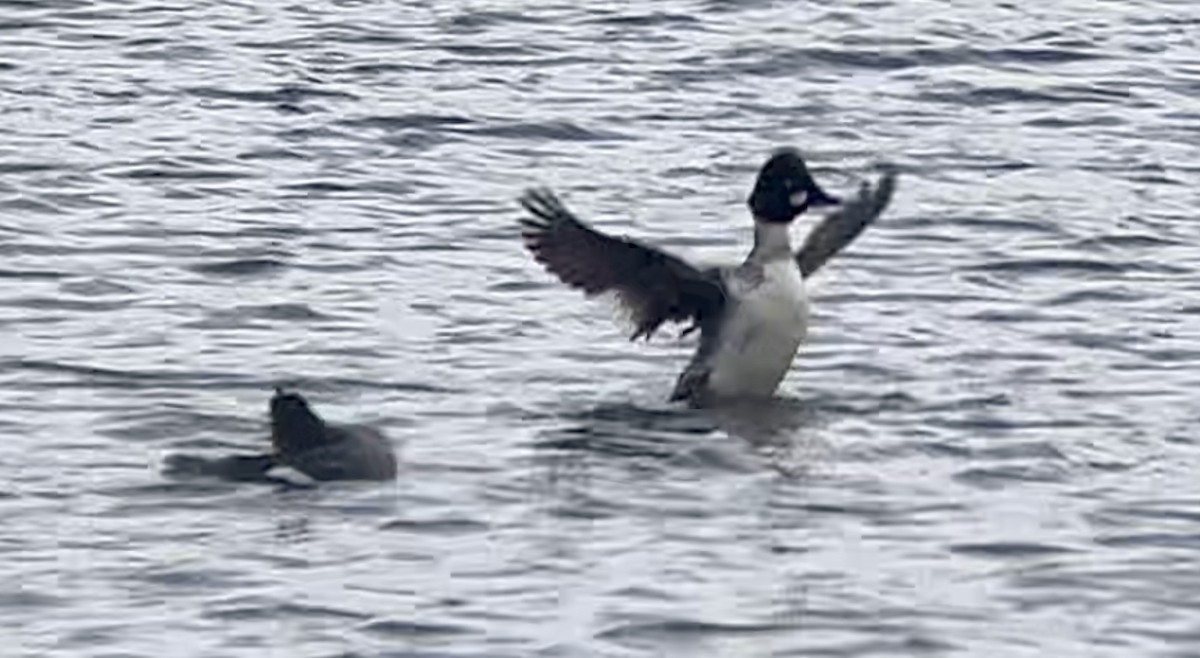 Common Goldeneye - ML616883854