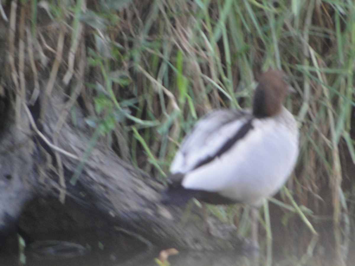 Canard à crinière - ML616883871