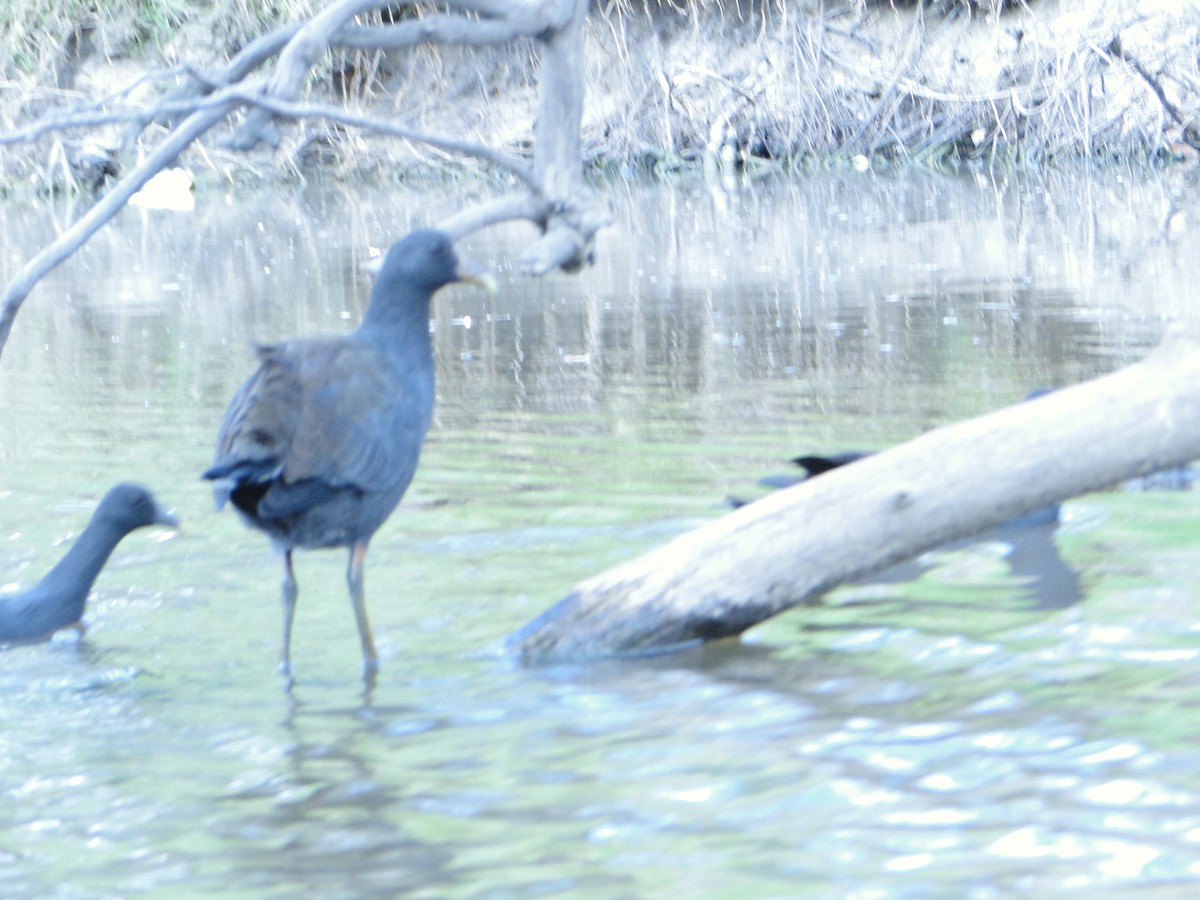 Gallinule sombre - ML616883877