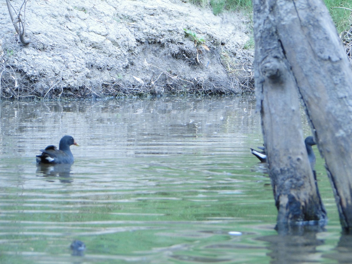 Dusky Moorhen - ML616883878