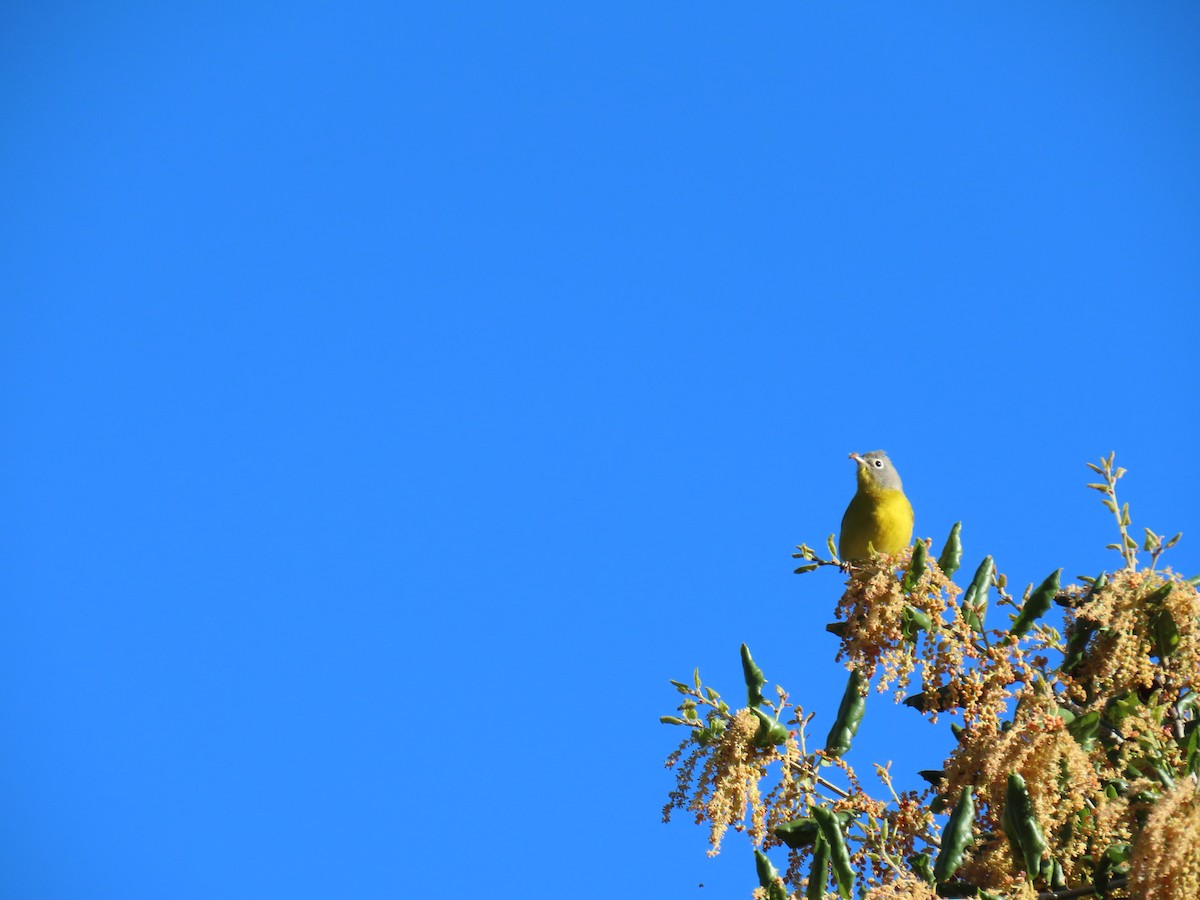 Nashville Warbler - ML616883891