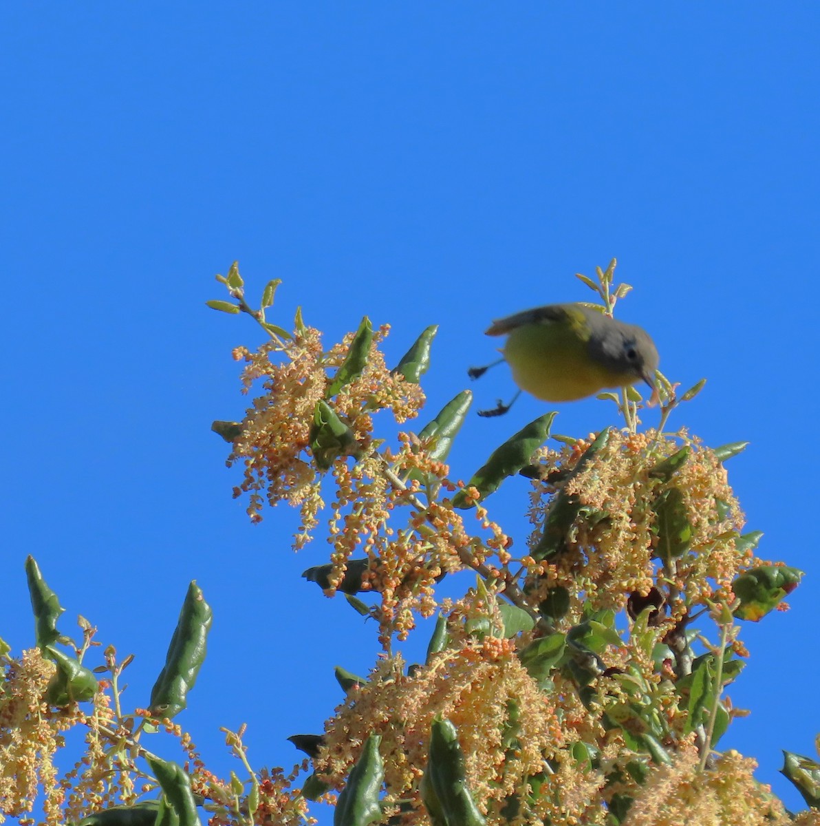 Nashville Warbler - ML616883892