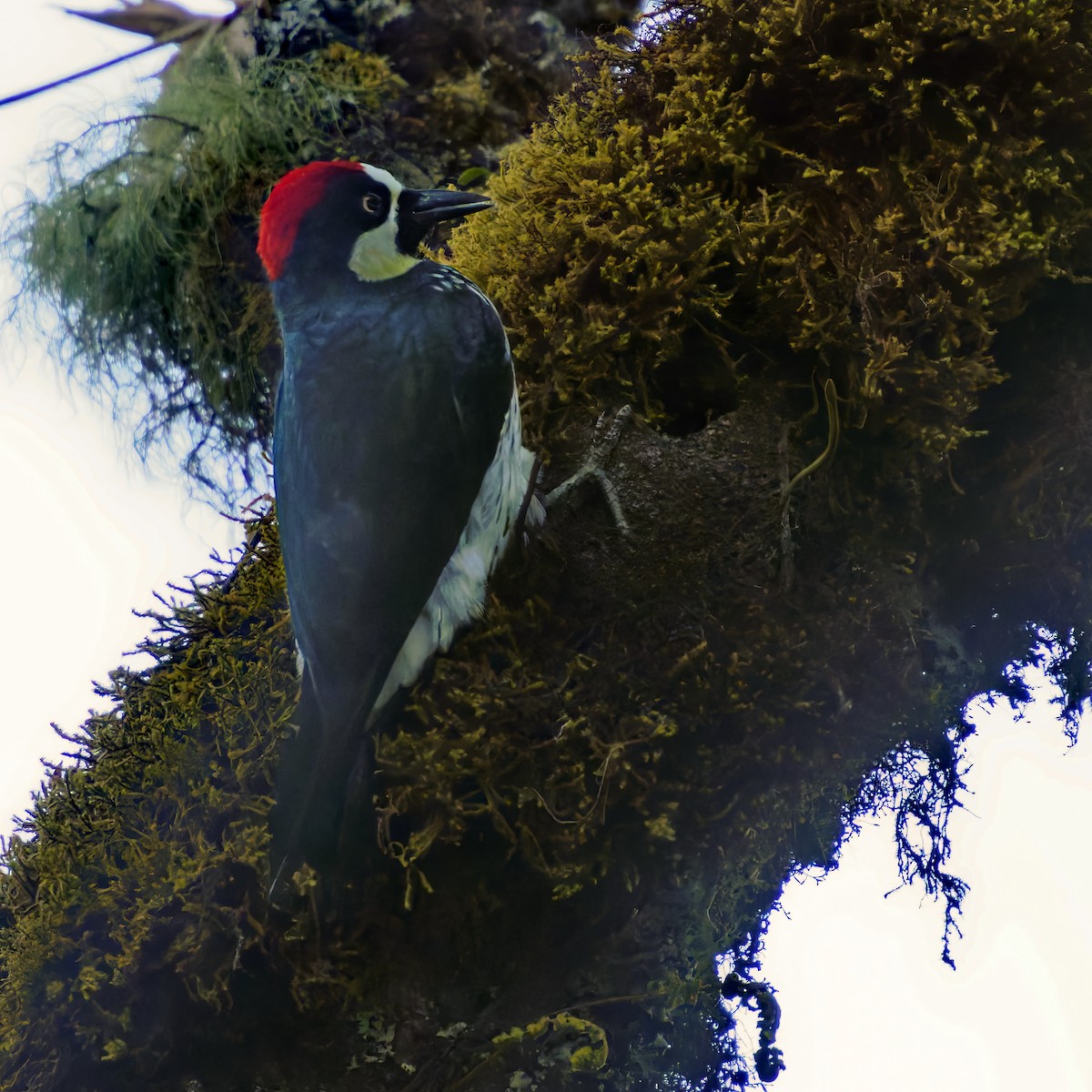 Acorn Woodpecker - ML616883895