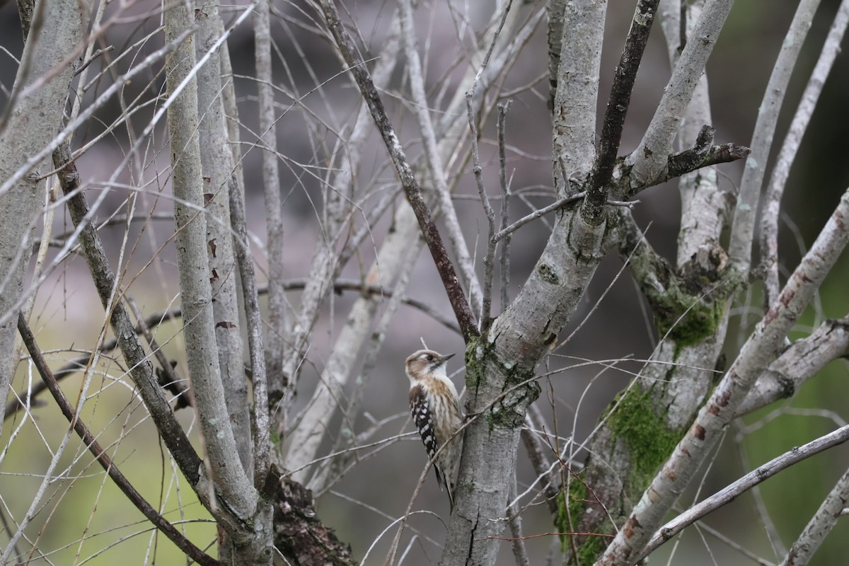Japanese Pygmy Woodpecker - ML616883905