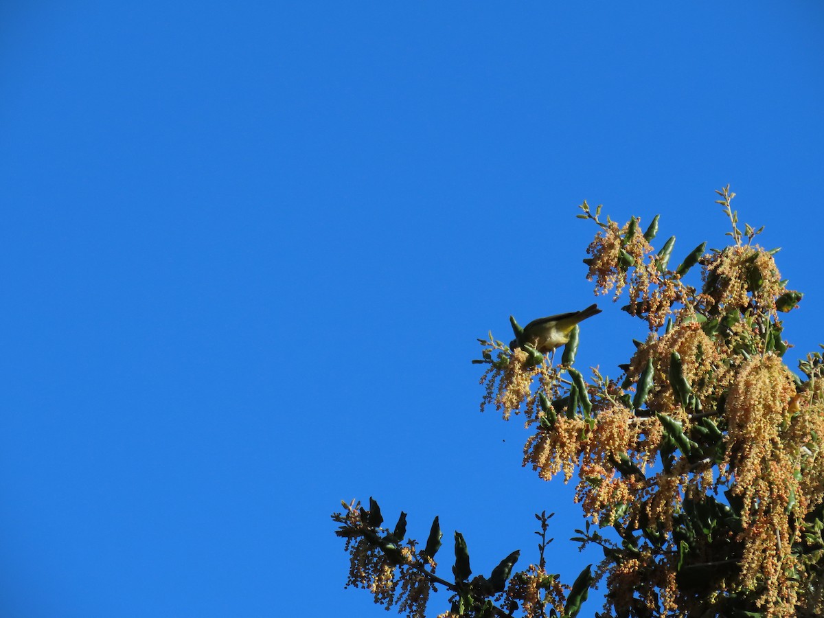 Nashville Warbler - ML616883919