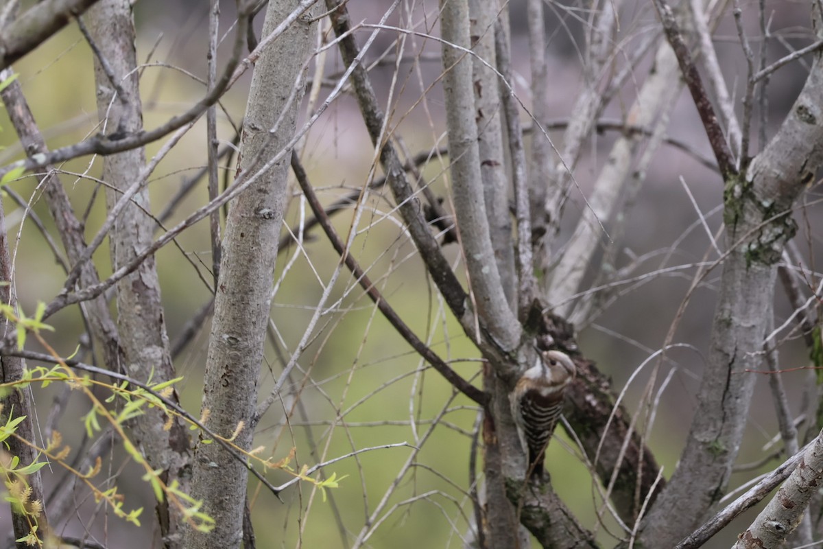 Japanese Pygmy Woodpecker - ML616883924