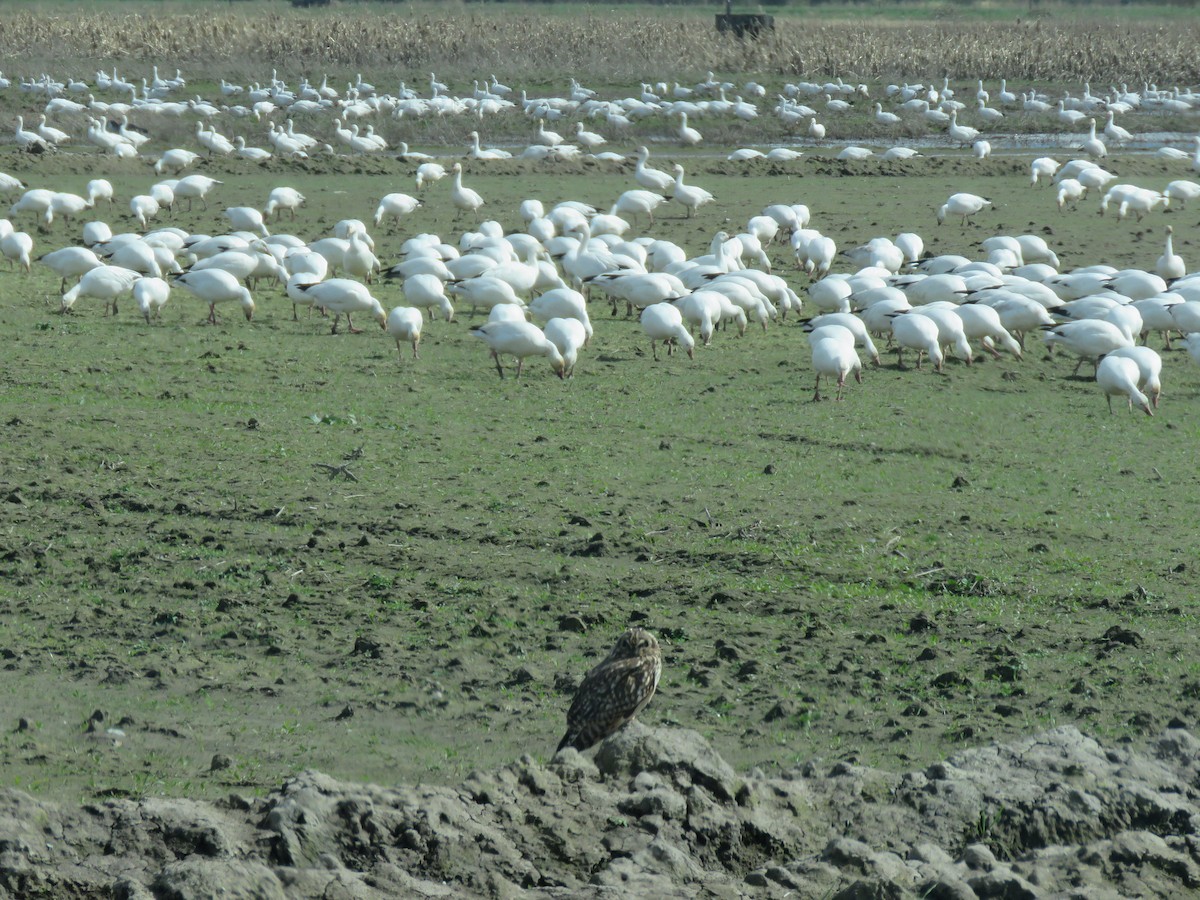 Short-eared Owl (Northern) - ML616883991