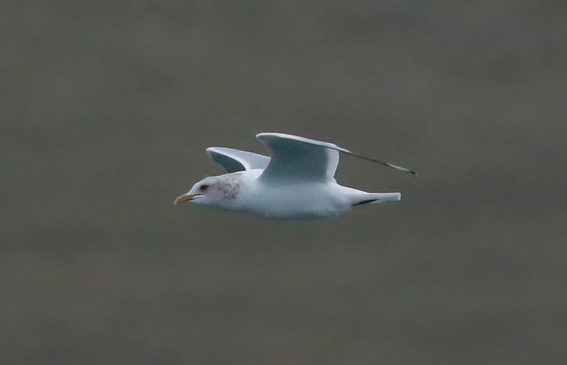 Short-billed Gull - ML616884040