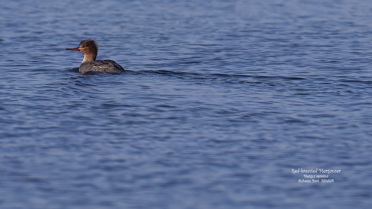 Red-breasted Merganser - ML616884049