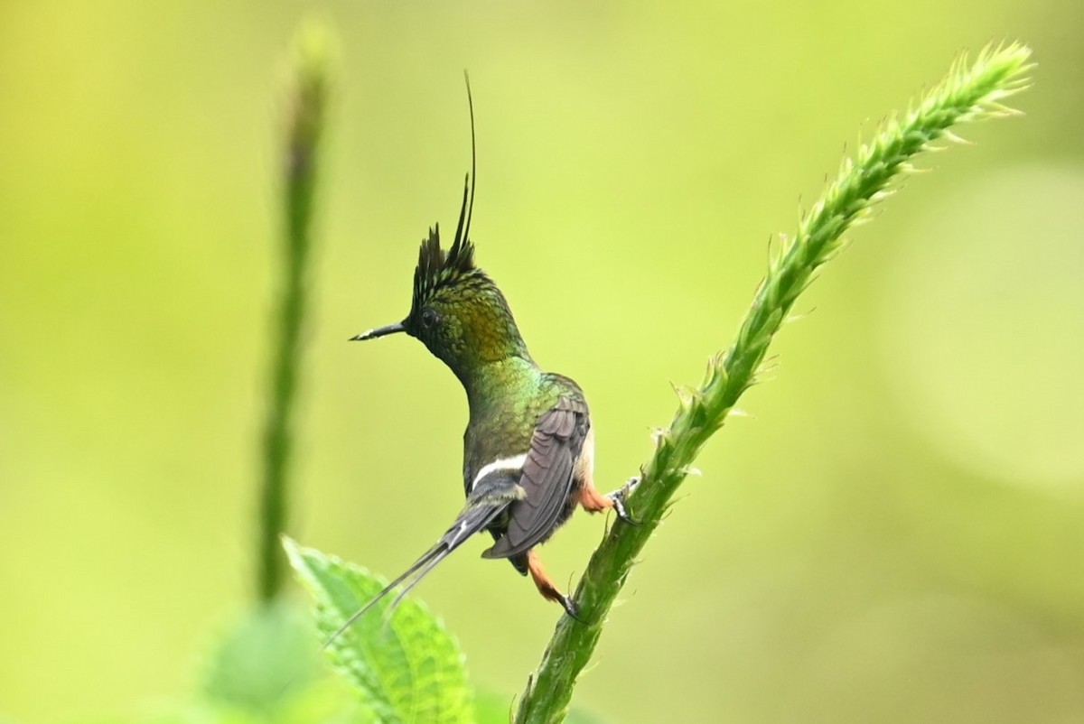 Wire-crested Thorntail - ML616884064