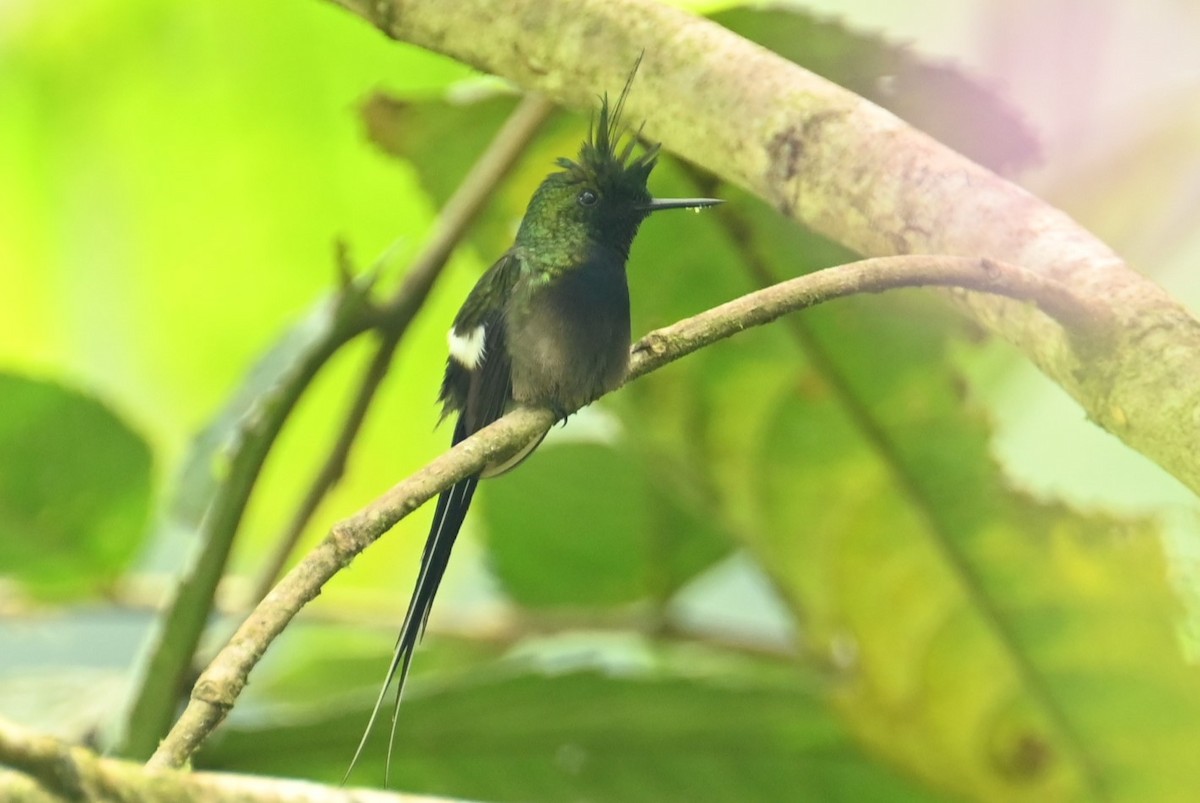Wire-crested Thorntail - ML616884066